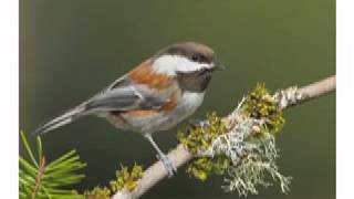 Chestnut Backed Chickadee