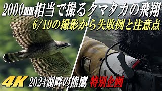 【特訓あるのみ】2000㎜相当で撮るクマタカ \