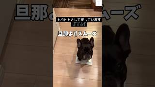 爆笑‼️ヒトとして接しています😂　#フレンチブルドッグ #犬　#おもしろ #犬のいる暮らし #癒し