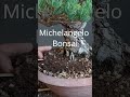 Japanese white pine bonsai tree