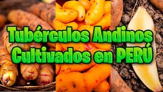 Tubérculos Andinos Cultivados En Perú