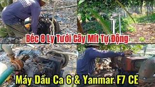 Máy Dầu Ca 6 \u0026 Yanmar F7 CE Béc 8 Ly Tưới Cây Mít Tự Động