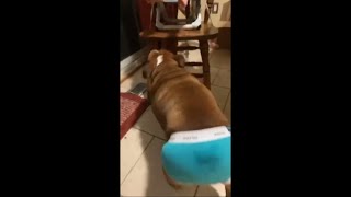 Dog Wearing Underwear and Walking Comfortably Around House