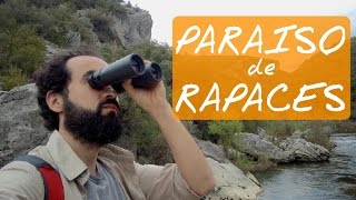 PARAISO DE RAPACES: Foces de Arbayun y Lumbier, Navarra