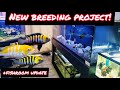 NEW RARE CICHLID BREEDING PROJECT!! + FISHROOM UPDATE