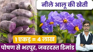 खाया है कभी नीला आलू? महंगे आलू की खेती सीखें । Blue Potato Farming | आलू की खेती की पूरी जानकारी