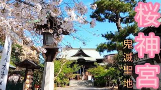 36 煉獄さんの故郷 桜新町【散歩】さくら神宮Tokyo Walking Tour