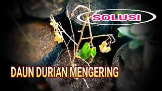 PENYEBAB DAN SOLUSI PENANGANAN DAUN DURIAN MENGERING