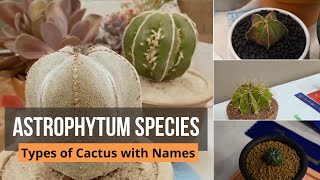 Astrophytum Species - Types of Cactus with Names: Astrophytum ornatum, Astrophytum capricorne ...