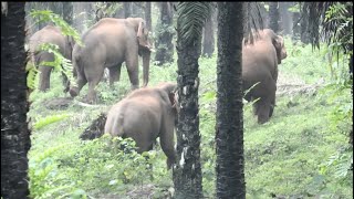 WILDLIFE...കാട്ടാന കൂട്ടം