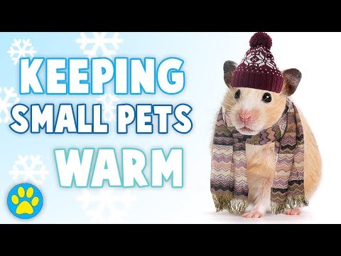KEEPING HAMSTERS WARM IN THE WINTER KEEPING HAMSTERS WARM IN THE WINTER