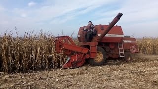 ТРЕШ! УБОКА КУКУРУДЗИ КОМБАЙНОМ MASSEY FERGUSON 186. УБОРКА ЗВИЧАЙНОЮ ЖАТКОЮ. ГАРНИЙ РЕЗУЛЬТАТ!