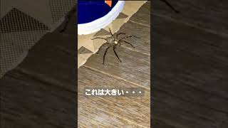 でかすぎるアシダカグモ(軍曹)が玄関にいてヘンな声出た・・・～Surprised by the oversized Huntsman spider～　#ショート