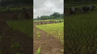 வீசுற காற்றும் வயல் வெளி #guru #nature #agriculture #village #agriculture #paddyfarming #90kits