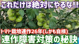 なぜ連作障害は起こるのか。結果には原因がある。自根連作26年のトマト農家の連作障害対策