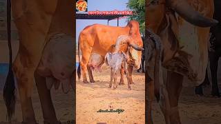 যেমন মা তেমন দেখতে সন্তান হোক না গরু 🥰❤️#maa #cow #animals #shorts #viralvideo #foryou #2024