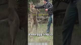 강아지를 구하기 위해 캥거루랑 다이다이 뜬 남성