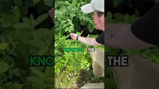 Invasion Honey  Japanese Knotweed