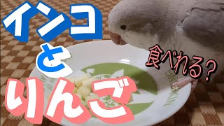 インコとりんご　オキナインコ初めてのリンゴ【インコの飼い方】〈♯308〉