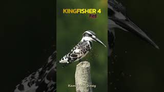 King Fisher #kingfisher #bird #Viral #sunderban