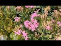 flowers garden flowers 접시꽃 korean flowers 봉화 문수산 서벽리 금강소나무숲