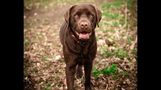 Labrador X Canine Snake Avoidance Training - Train Labradors in Canine Snake Avoidance