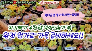 묵딩다육군생 대품포함 중품 젤리다육등 자리빼기특가~개당4천원대로 득템하세요~