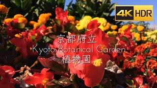 GoProHERO8 【4K HDR 60fps 】Walking Around -Kyoto Botanical Garden Autumn leaves【Kyoto  JAPAN】