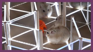 햄스터 거울미로 (Hamster mirror maze)