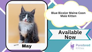 May Blue Bicolor Maine Coon Male Kitten Available Now | Purebred Kitties