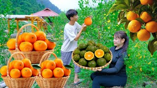 Sang vy harvests ripe oranges and chili peppers to sell at markets, vegetable gardens, green farms