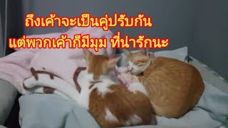 ถึงพวกหนูจะเป็นคู่ปรับกัน แต่พวกหนูก็มีมุมน่ารักน๊า#Stray Cats👉🐈🐈🐈