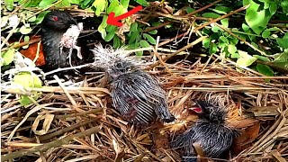 Greater coucal Birds bring baby birds to feed