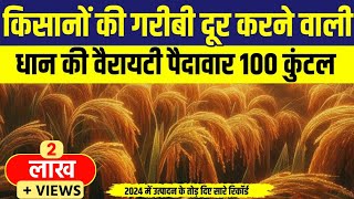 किसानो की गरीबी दूर करने वाली धान की वैरायटी पैदावार 100 कुंटल || Dhaan Ki Top 3 Variety 2024