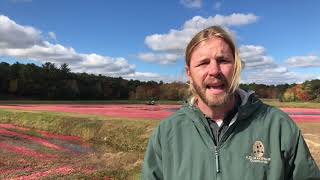 Watch Massachusetts cranberry harvesting at the largest Ocean Spray grower-owner