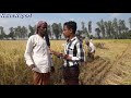 আমন ধানের ব্যাপক ফলন কৃষকের মুখে হাসি extensive yield of aman paddy হাজেরা ভিশন