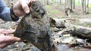 Caddisfly Larvae | Virtual Stream