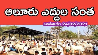 ఆలూరు ఎద్దుల సంత//బుదవారం ఎద్దుల సంత