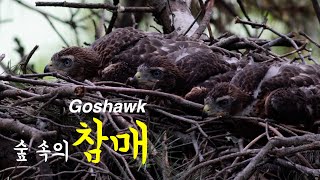 숲속의 참매 l Northern goshawk l Accipiter gentilis l Wildlife