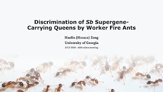 collective Sb discrimination behavior by worker fire ant S. invicta - Presentation for ABS 2020