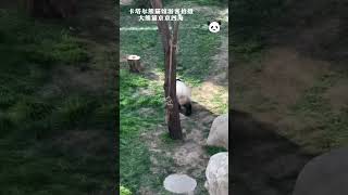 卡塔尔熊猫馆游客拍摄大熊猫京京四海 大熊猫