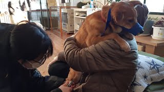 保護犬たちの爪切りをしました