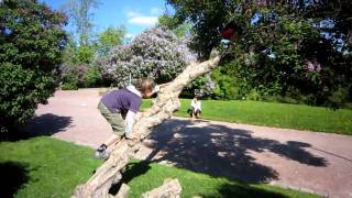 The Boys are training to climb a tree at Tähtitorninmäki