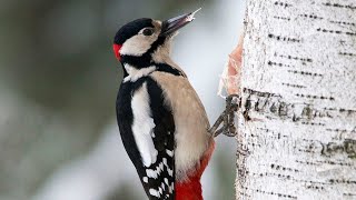 Большой пестрый дятел долбит дерево, Woodpecker chisels wood.