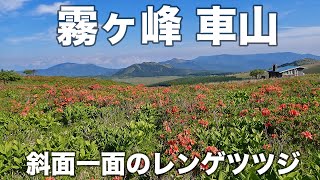 霧ヶ峰 車山 2024年6月15日 斜面一面のレンゲツツジ