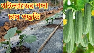 পরিত্যক্ত মাটিতে থাইল্যান্ডের পদ্ধতিতে শসা চাষ