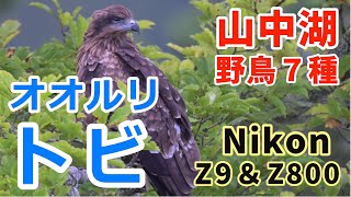 山中湖 ・大洞の泉 NikonＺ９ 猛禽トビ＆初見かな？コアオアシシギ！コブハクチョウそして可愛い可愛いオオルリ・ヤマガラ・キセキレイ・キビタキです！