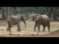 Africa's Eden - Mana Pools Zimbabwe