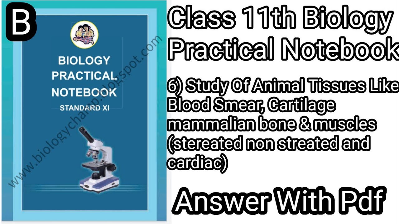 Class 11th Biology Practical Notebook|| B) 6) Study Of Animal Tissues ...