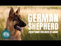 German Shepherd Dog Breed Guide | Dogs 101 - German Shepherd